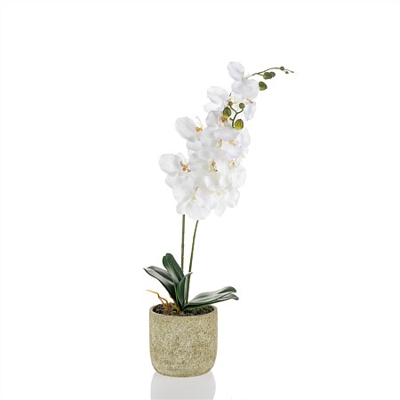 Everlasting Olivia White Orchid 68cm