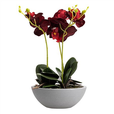 Everlasting Khloe Red Orchid 