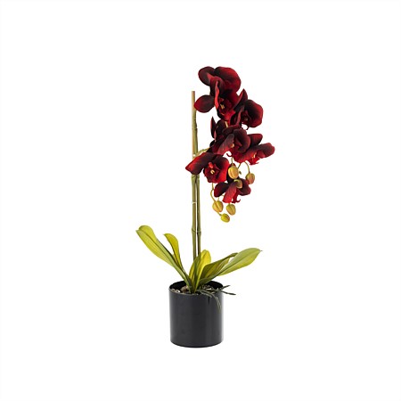 Everlasting Khloe Orchid Claret 