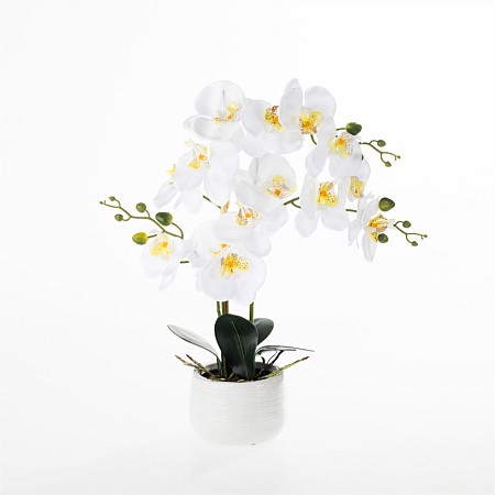 Everlasting De Fleur Orchid White Small