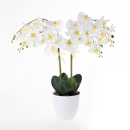 Everlasting De Fleur White Orchid Large