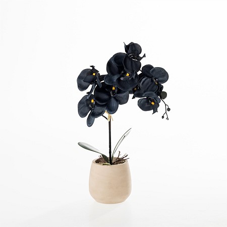 Everlasting De Fleur Orchid Black