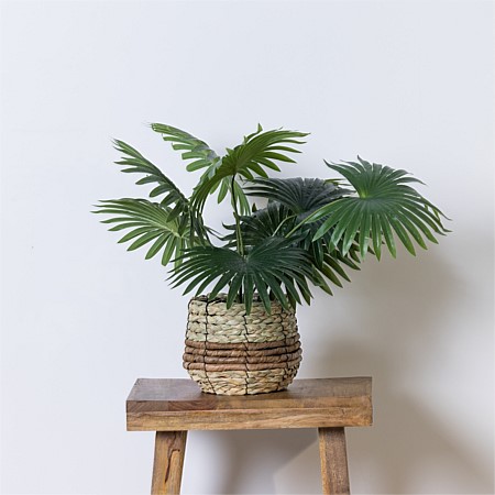 Everlasting Palm Plant 48cm 