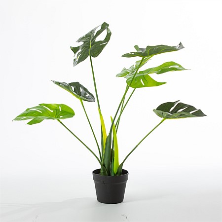 Everlasting Monstera Plant 70cm
