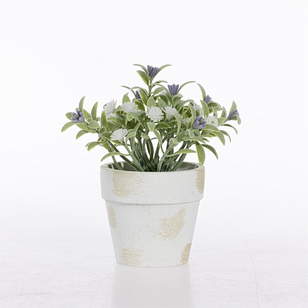 Everlasting Ava Plant In Spotty Pot
