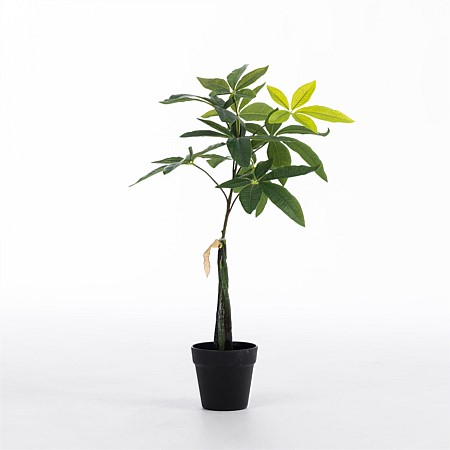 Everlasting Pachira Plant 65cm