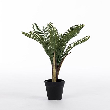 Everlasting Cycas Plant 55cm