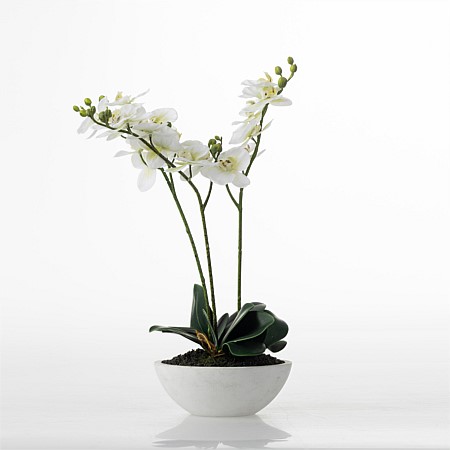 Everlasting Orchid White