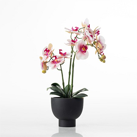 Everlasting Orchid Pink