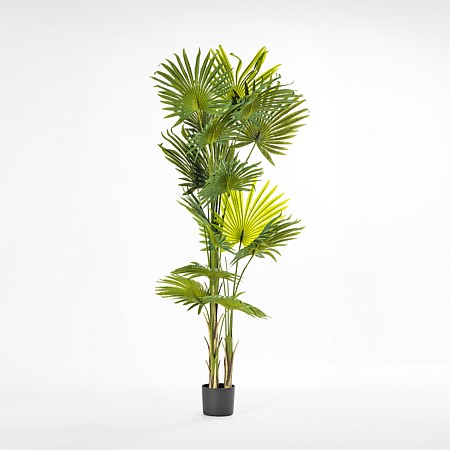 Everlasting Fan Palm Tree 180cm