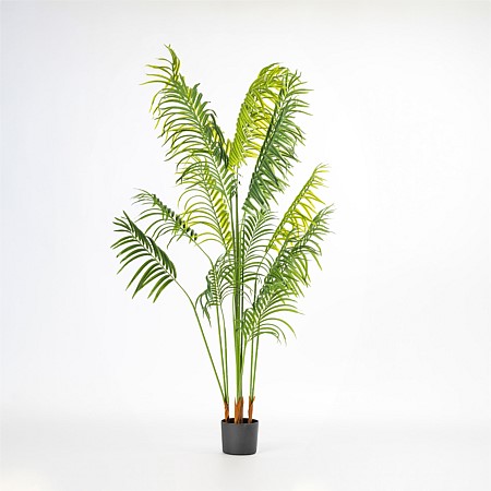 Everlasting Palm Tree 180cm