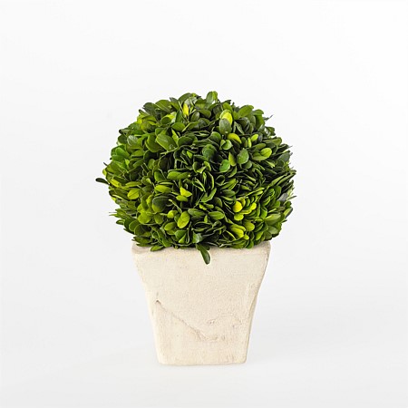 Everlasting Arno Boxwood Topiary With Pot Large