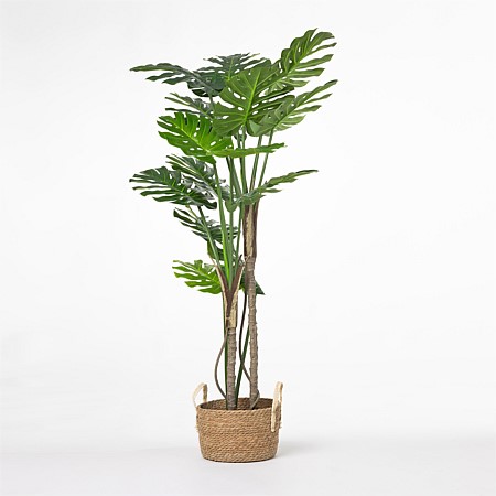 Everlasting Monstera Plant 150cm