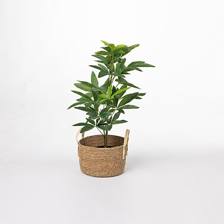 Everlasting Pachira Plant 75cm