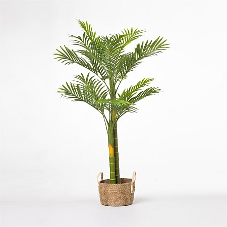 Everlasting Palm 140cm