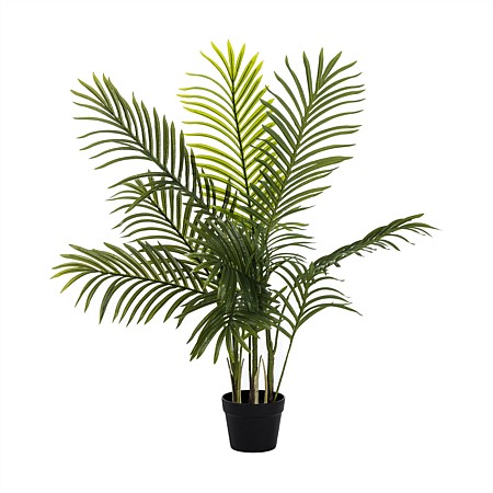 Everlasting Phoenix Palm 85cm