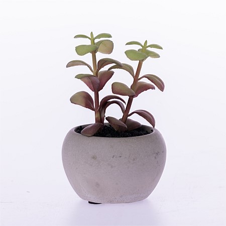 Everlasting Succulent In Grey Pot