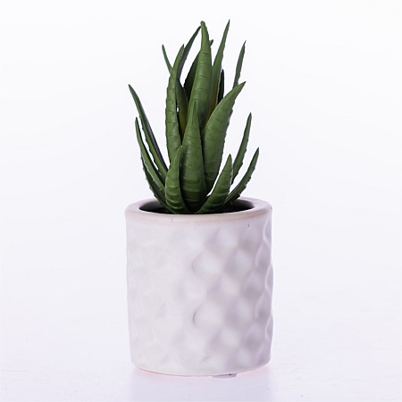 Everlasting Grass Succulent In Pot