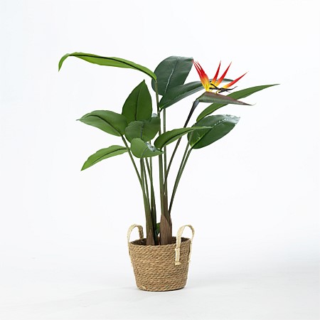 Everlasting Potted Paradise Bird 120cm