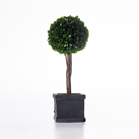 Everlasting Mateus Topiary In Black Box