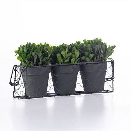 Everlasting Mateus Topiary Set Of 3