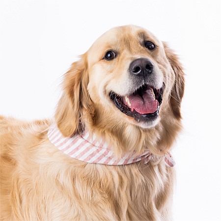 bb&b Pets Tova Stripe Dog Bandana