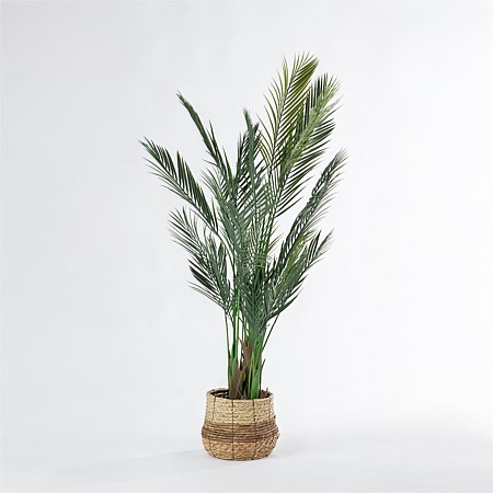 Everlasting Sita Palm Tree 150cm