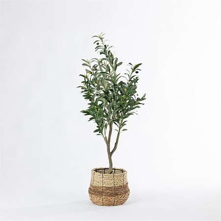 Everlasting Sita Olive Tree 120cm