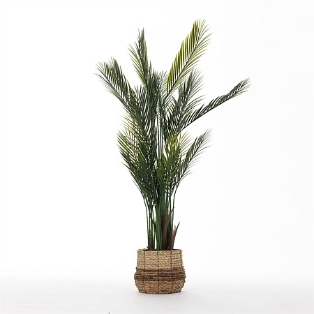 Everlasting Paloma Palm Tree 150cm 