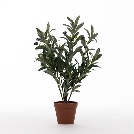 Everlasting Paloma Olive Bonsai 47cm 