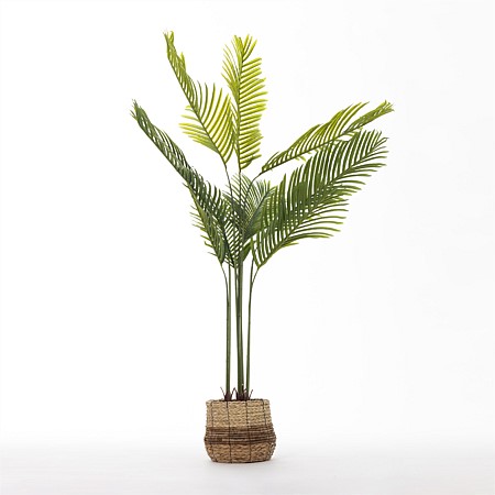 Everlasting Paloma Fern Palm 170cm 
