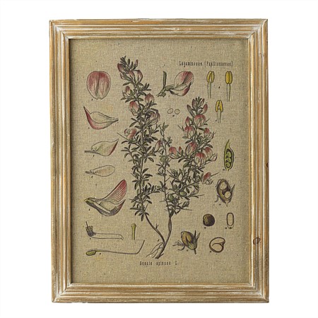 Solace Plant Specimen Wall Art