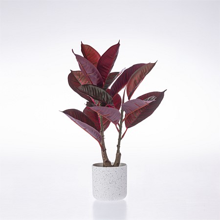 Everlasting Cora Red Rubber Plant 40cm