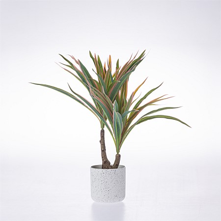 Everlasting Cora Spider Plant 35cm