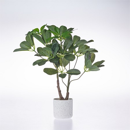 Everlasting Cora Umbrella Plant 45cm