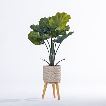 Everlasting Cora Fan Palm 60cm