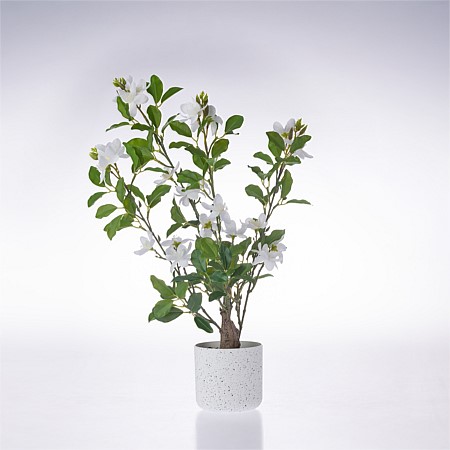 Everlasting Cora Gardenia 55cm