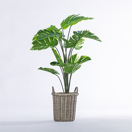 Everlasting Cora Monstera 110cm