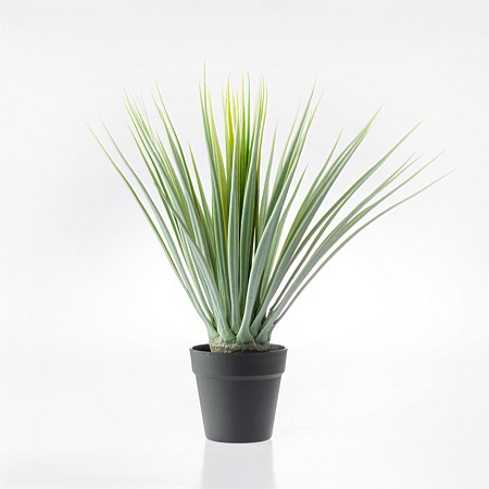 Everlasting Avery Yucca Plant 55cm