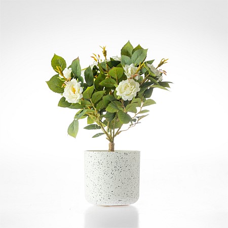 Everlasting Avery Rose Bonsai 25cm