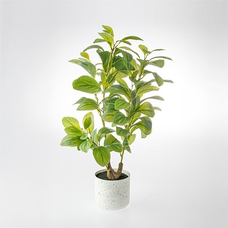 Everlasting Avery Peperomia Plant 55cm