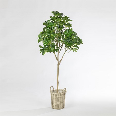 Everlasting Avery Umbrella Tree 150cm