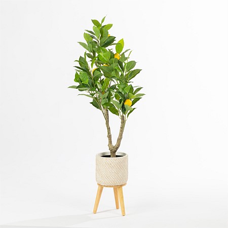 Everlasting Avery Lemon Tree 90cm