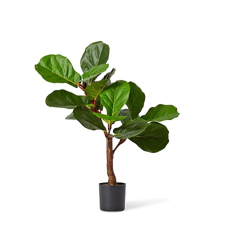 Elme Living Fiddle Tree Medium