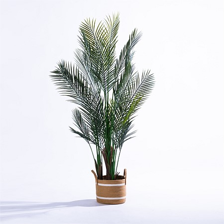 Everlasting Archer Palm Tree 150cm