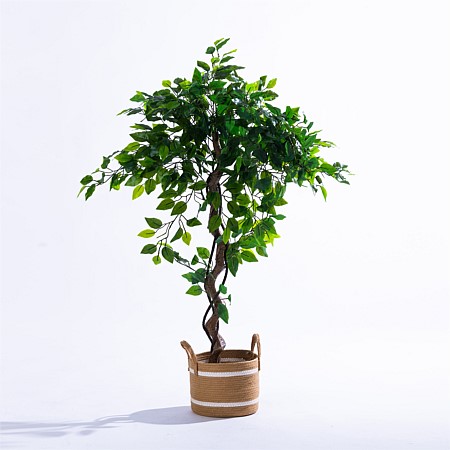 Everlasting Archer Ficus Tree 120cm