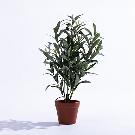 Everlasting Archer Olive Bonsai 47cm