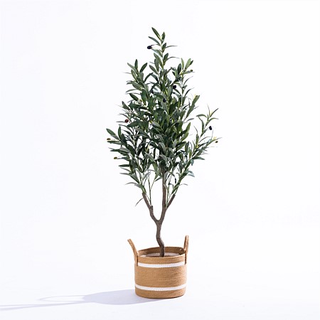 Everlasting Archer Olive Tree 120cm