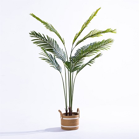 Everlasting Archer Fern Palm 170cm