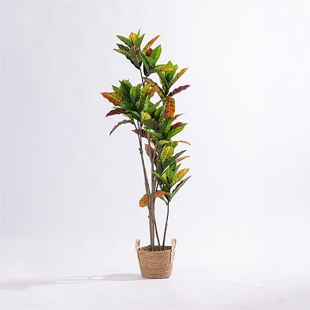 Design Plus Codiaeum Tree 145cm